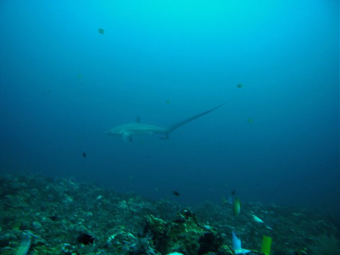 Tresher Shark - Fuchshai