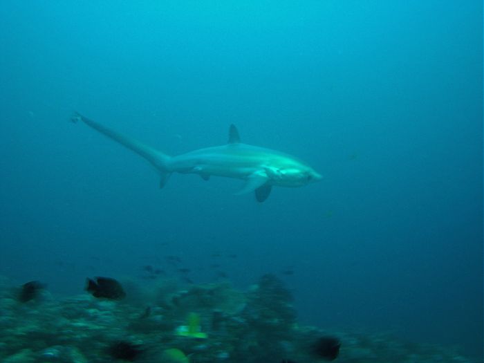 Tresher Shark - Fuchshai
