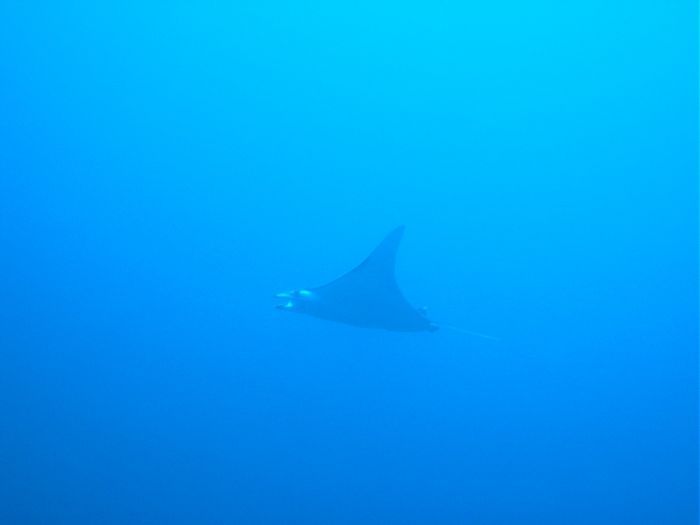 Manta