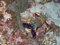 Unterwasserfotos Tauchbilder Tauchen Malapascua / Cebu / Philippinen