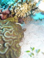 Unterwasserfotos Tauchbilder Tauchen Malapascua / Cebu / Philippinen