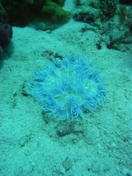 Unterwasserfotos Tauchbilder Tauchen Malapascua / Cebu / Philippinen