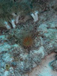 Unterwasserfotos Tauchbilder Tauchen Malapascua / Cebu / Philippinen