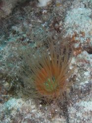 Unterwasserfotos Tauchbilder Tauchen Malapascua / Cebu / Philippinen