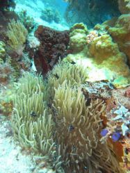 Unterwasserfotos Tauchbilder Tauchen Malapascua / Cebu / Philippinen