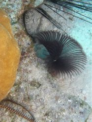 Unterwasserfotos Tauchbilder Tauchen Malapascua / Cebu / Philippinen