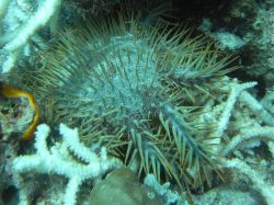 Unterwasserfotos Tauchbilder Tauchen Malapascua / Cebu / Philippinen