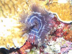 Unterwasserfotos Tauchbilder Tauchen Malapascua / Cebu / Philippinen