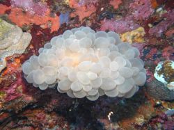 Unterwasserfotos Tauchbilder Tauchen Malapascua / Cebu / Philippinen