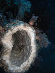 Unterwasserfotos Tauchbilder Tauchen Malapascua / Cebu / Philippinen