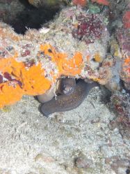 Unterwasserfotos Tauchbilder Tauchen Malapascua / Cebu / Philippinen