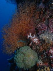Unterwasserfotos Tauchbilder Tauchen Malapascua / Cebu / Philippinen
