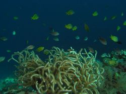 Unterwasserfotos Tauchbilder Tauchen Malapascua / Cebu / Philippinen