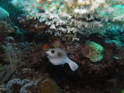 Unterwasserfotos Tauchbilder Tauchen Malapascua / Cebu / Philippinen