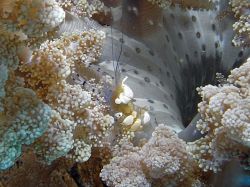 Unterwasserfotos Tauchbilder Tauchen Malapascua / Cebu / Philippinen