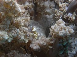 Unterwasserfotos Tauchbilder Tauchen Malapascua / Cebu / Philippinen