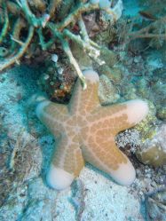 Unterwasserfotos Tauchbilder Tauchen Malapascua / Cebu / Philippinen