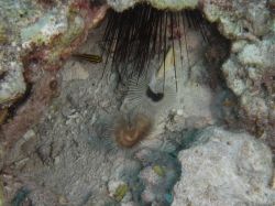 Unterwasserfotos Tauchbilder Tauchen Malapascua / Cebu / Philippinen