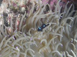 Unterwasserfotos Tauchbilder Tauchen Malapascua / Cebu / Philippinen
