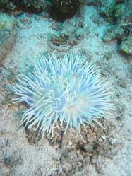 Unterwasserfotos Tauchbilder Tauchen Malapascua / Cebu / Philippinen