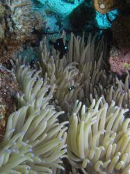 Unterwasserfotos Tauchbilder Tauchen Malapascua / Cebu / Philippinen