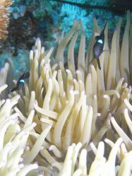 Unterwasserfotos Tauchbilder Tauchen Malapascua / Cebu / Philippinen