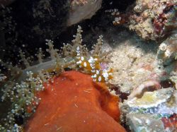 Unterwasserfotos Tauchbilder Tauchen Malapascua / Cebu / Philippinen