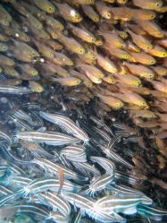 Unterwasserfotos Tauchbilder Tauchen Malapascua / Cebu / Philippinen