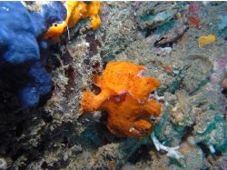 Unterwasserfotos Tauchbilder Tauchen Malapascua / Cebu / Philippinen