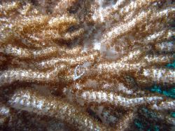 Unterwasserfotos Tauchbilder Tauchen Malapascua / Cebu / Philippinen