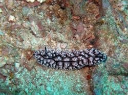 Unterwasserfotos Tauchbilder Tauchen Malapascua / Cebu / Philippinen
