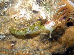 Unterwasserfotos Tauchbilder Tauchen Malapascua / Cebu / Philippinen