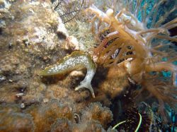 Unterwasserfotos Tauchbilder Tauchen Malapascua / Cebu / Philippinen