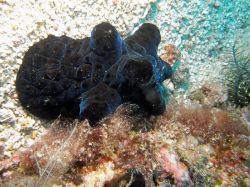Unterwasserfotos Tauchbilder Tauchen Malapascua / Cebu / Philippinen