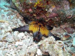Unterwasserfotos Tauchbilder Tauchen Malapascua / Cebu / Philippinen