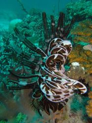 Unterwasserfotos Tauchbilder Tauchen Malapascua / Cebu / Philippinen