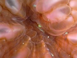 Unterwasserfotos Tauchbilder Tauchen Malapascua / Cebu / Philippinen