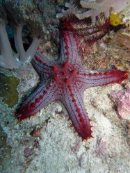 Unterwasserfotos Tauchbilder Tauchen Malapascua / Cebu / Philippinen