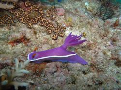 Unterwasserfotos Tauchbilder Tauchen Malapascua / Cebu / Philippinen
