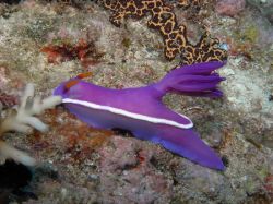 Unterwasserfotos Tauchbilder Tauchen Malapascua / Cebu / Philippinen