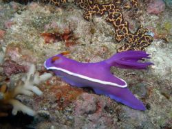 Unterwasserfotos Tauchbilder Tauchen Malapascua / Cebu / Philippinen