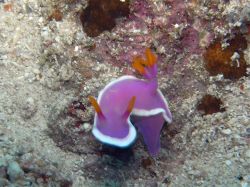 Unterwasserfotos Tauchbilder Tauchen Malapascua / Cebu / Philippinen