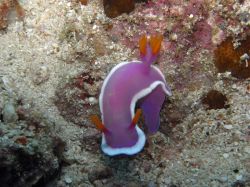 Unterwasserfotos Tauchbilder Tauchen Malapascua / Cebu / Philippinen