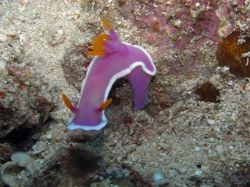 Unterwasserfotos Tauchbilder Tauchen Malapascua / Cebu / Philippinen