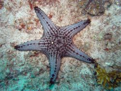 Unterwasserfotos Tauchbilder Tauchen Malapascua / Cebu / Philippinen