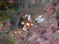Unterwasserfotos Tauchbilder Tauchen Malapascua / Cebu / Philippinen