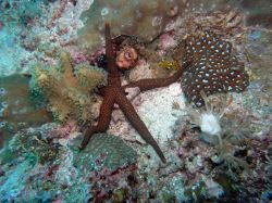 Unterwasserfotos Tauchbilder Tauchen Malapascua / Cebu / Philippinen