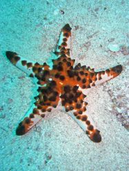 Unterwasserfotos Tauchbilder Tauchen Malapascua / Cebu / Philippinen