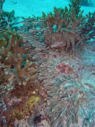 Unterwasserfotos Tauchbilder Tauchen Malapascua / Cebu / Philippinen