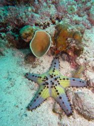 Unterwasserfotos Tauchbilder Tauchen Malapascua / Cebu / Philippinen